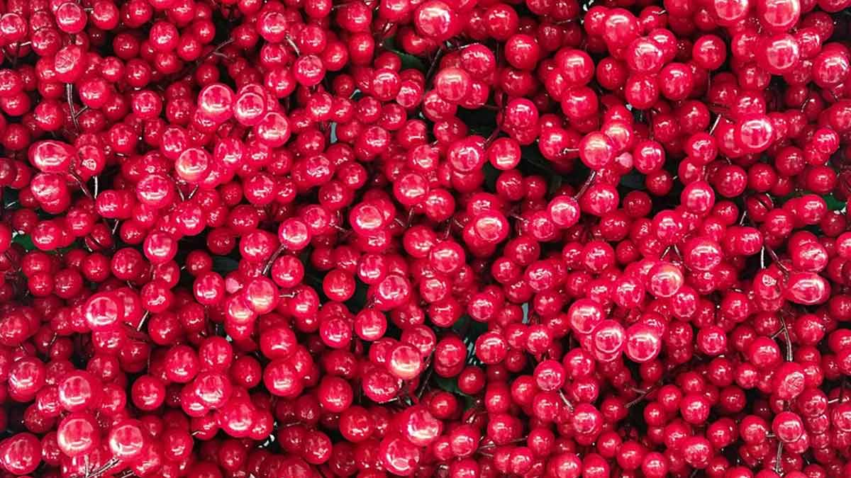 Does Cranberry Help To Prevent UTI? Here's What Expert Says