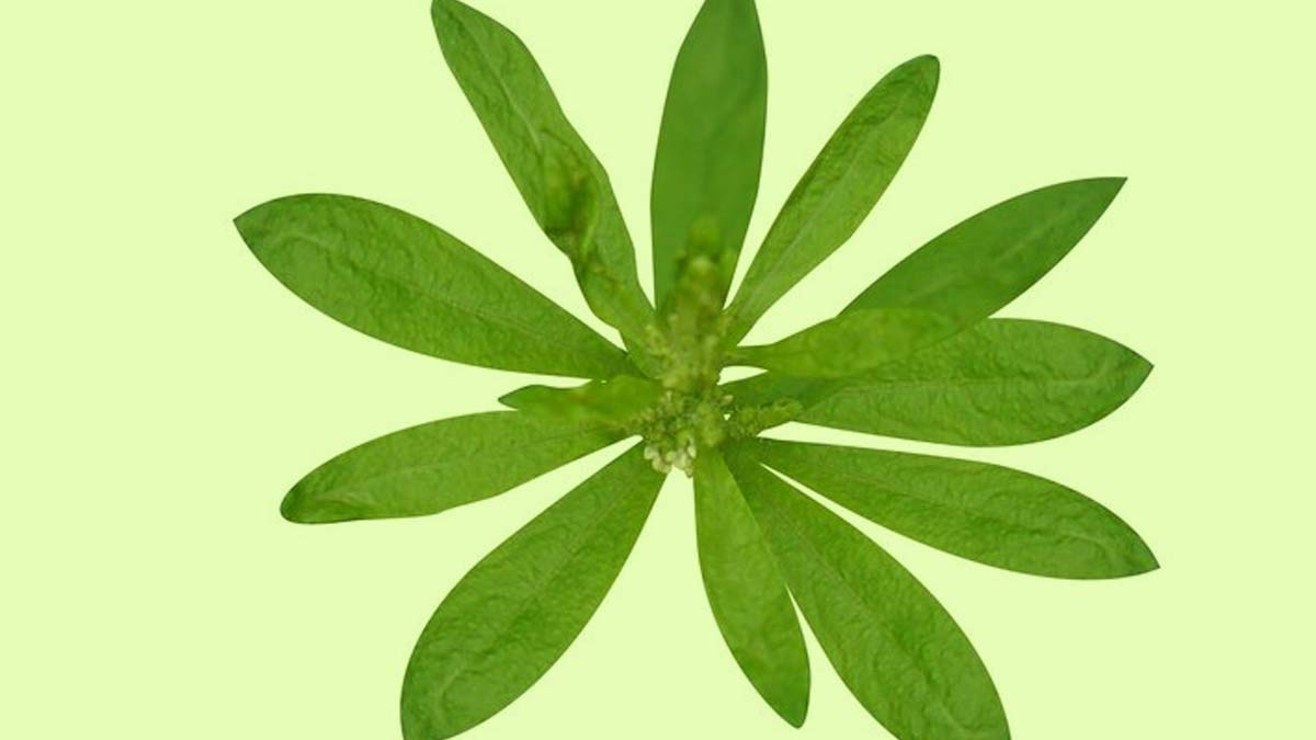 Why Is Pigweed A Superfood? Know It's Health Benefits