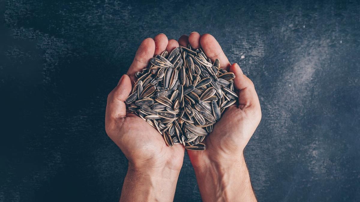 Sunflower Seeds: Read To Know It's major benefits