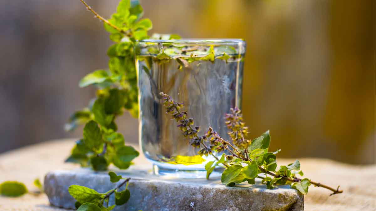 Tulsi For Health: Expert Lists Benefits Of Consuming Tulsi Leaves Water Every Morning