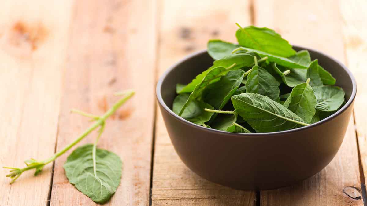 Tulsi For Health Expert Lists Benefits Of Consuming Tulsi Leaves