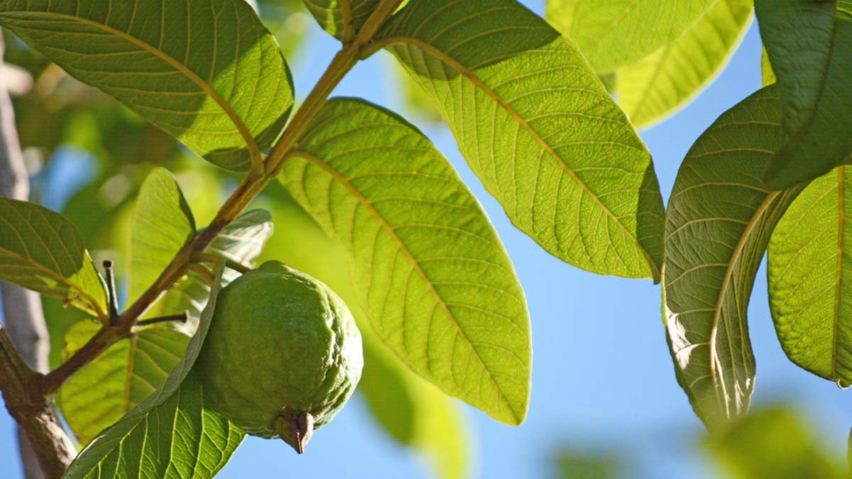 100 Pcs Fresh Cut Organic Guava Leaves - For Tea, Infusions, Natural Crafts
