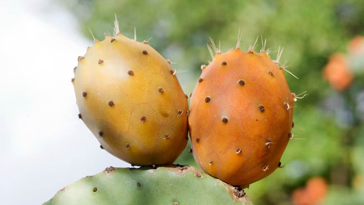 Prickly-Pear-Seed-Oil-ins1