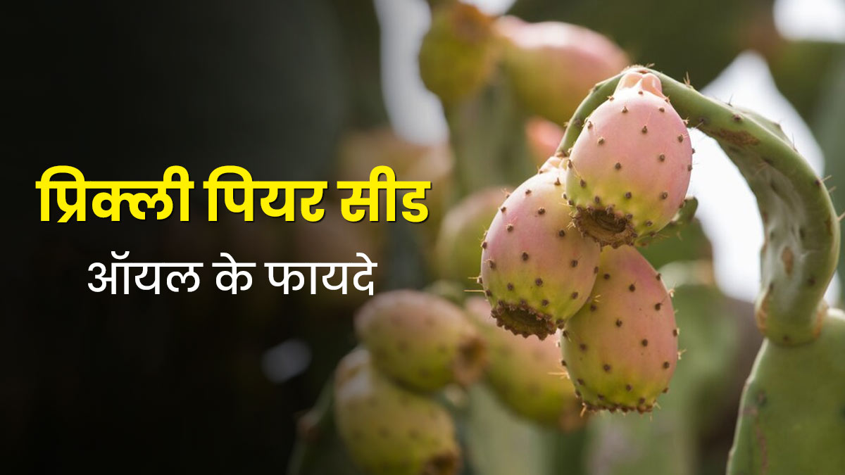 त्वचा की कई समस्याएं दूर करने में फायदेमंद है प्रिक्ली पियर सीड ऑयल (कांटेदार नाशपाती), ऐसे करें इस्तेमा