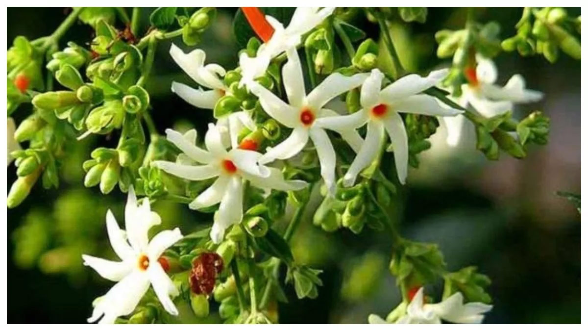 harsingar in arthritis 