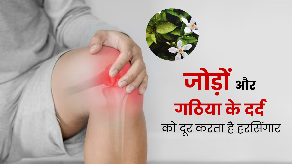 गठिया रोगियों के लिए बेहद फायदेमंद होती हैं हरसिंगार के पत्ते, जोड़ों के दर्द और सूजन से दिलाती हैं राहत