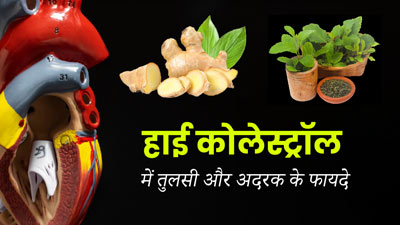 हाई कोलेस्ट्रॉल कंट्रोल करने के लिए करें तुलसी और अदरक का सेवन, जानें तरीका 