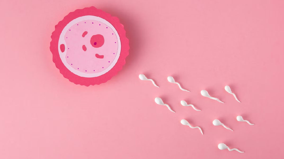 ovulation and pregnancy 