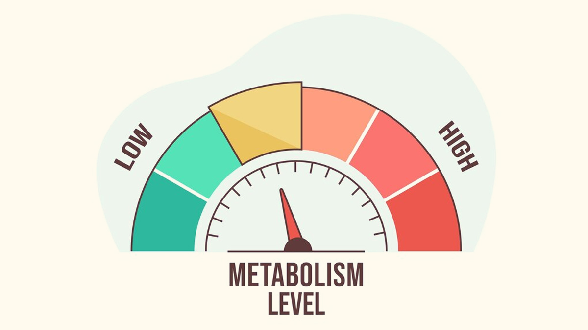 metabolism