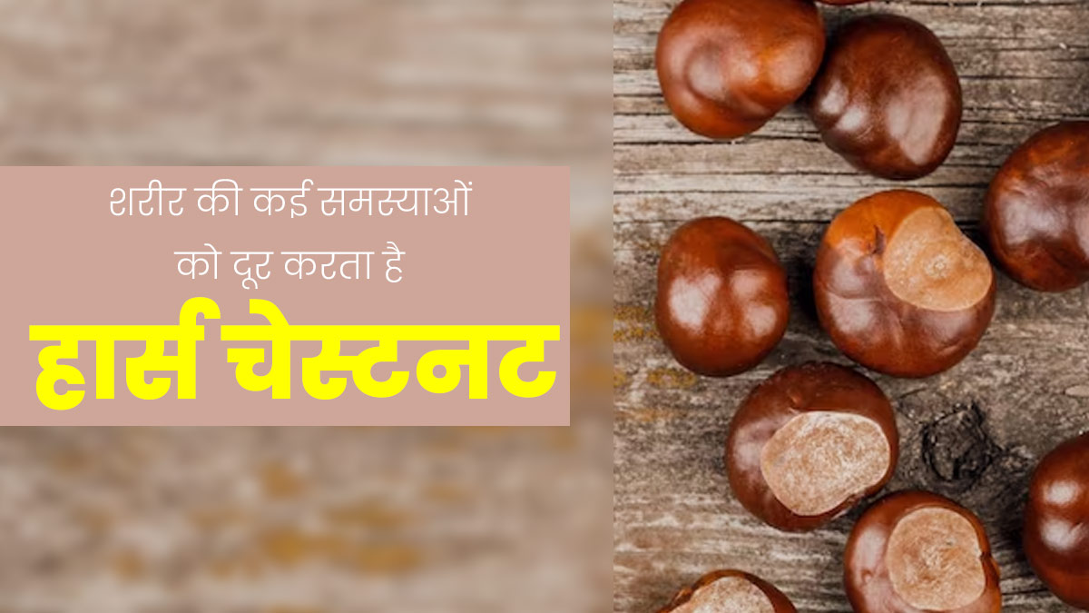 Horse Chestnut Benefits: शरीर की इन 5 समस्याओं को दूर कर सकता है हार्स चेस्टनट, जानें सेवन का तरीका 