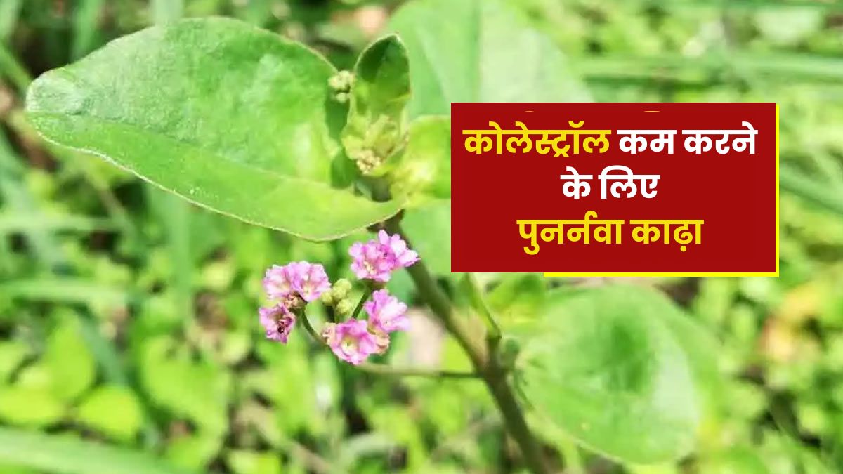 कोलेस्ट्रॉल कम करने के लिए पिएं पुनर्नवा काढ़ा, मिलेंगे अनोखे फायदे