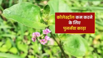 कोलेस्ट्रॉल कम करने के लिए पिएं पुनर्नवा काढ़ा, मिलेंगे अनोखे फायदे