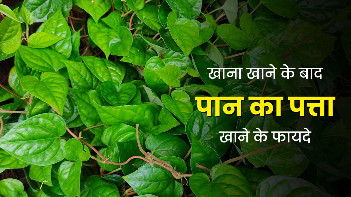 खाना खाने के बाद जरूर खाएं पान का पत्ता, सेहत को मिलेंगे ये 9 जबरदस्त फायदे