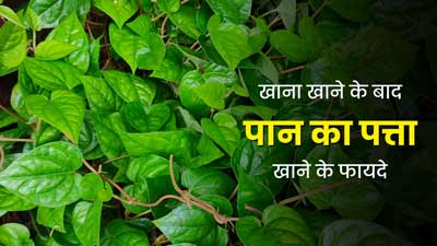 खाना खाने के बाद जरूर खाएं पान का पत्ता, सेहत को मिलेंगे ये 9 जबरदस्त फायदे