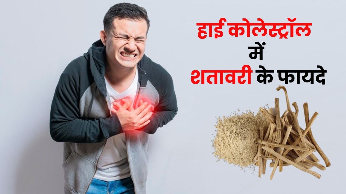 हाई कोलेस्ट्रॉल में रामबाण है शतावरी का चूर्ण, जानें कैसे करें सेवन