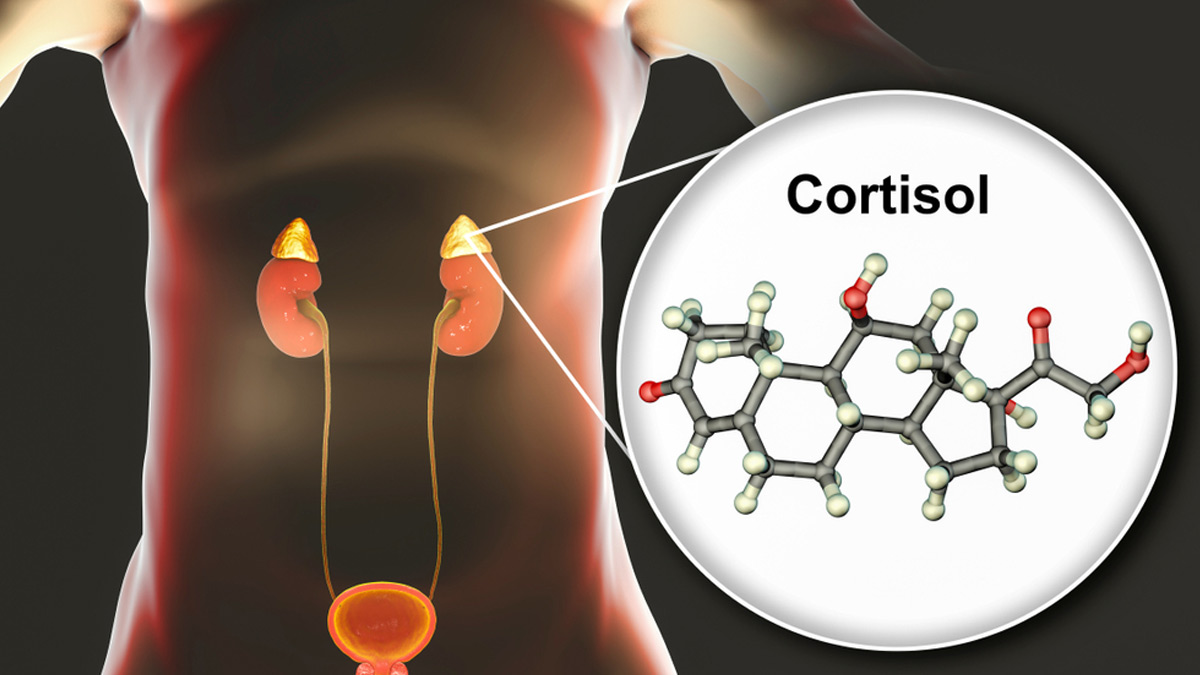 cortisol