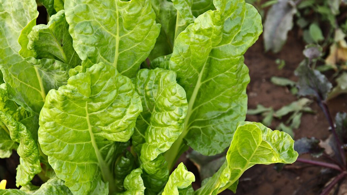 Swiss Chard: Health Benefits One Should Know 