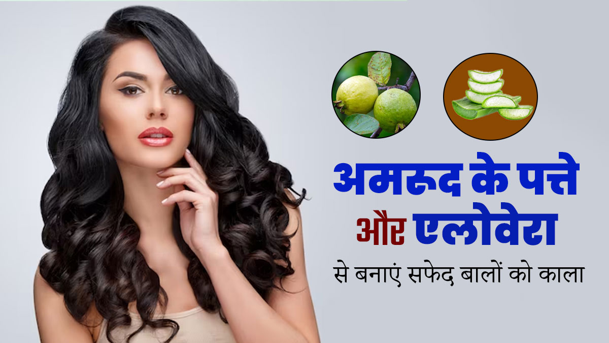 सफेद बालों को काला बनाने के लिए लगाएं अमरूद के पत्ते और एलोवेरा, इस तरह लगाने से मिलेंगे बेस्ट रिजल्ट