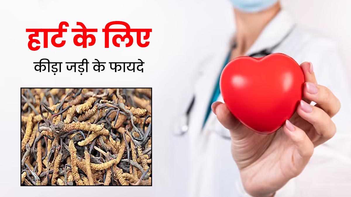 हार्ट के लिए रामबाण है हिमालयन गोल्ड 'कीड़ा जड़ी', जानें कैसे करें सेवन