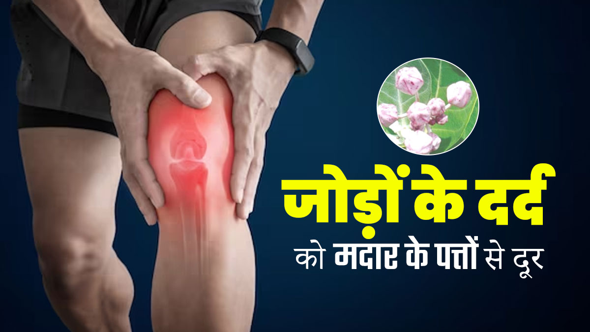 जोड़ों के दर्द को छूमंतर करने के लिए मदार के पत्तों का करें उपयोग, जानें इस्तेमाल का तरीका 