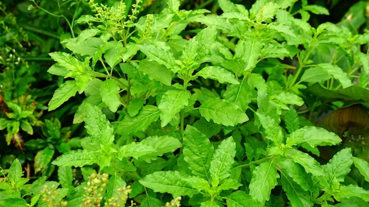tulsi