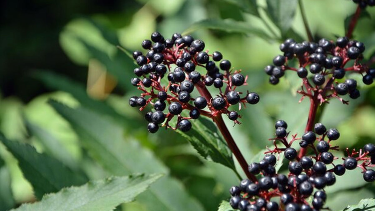 Health Benefits Of Elderberry