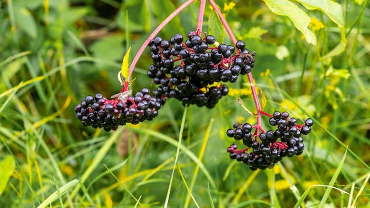 Health Benefits Of Elderberry