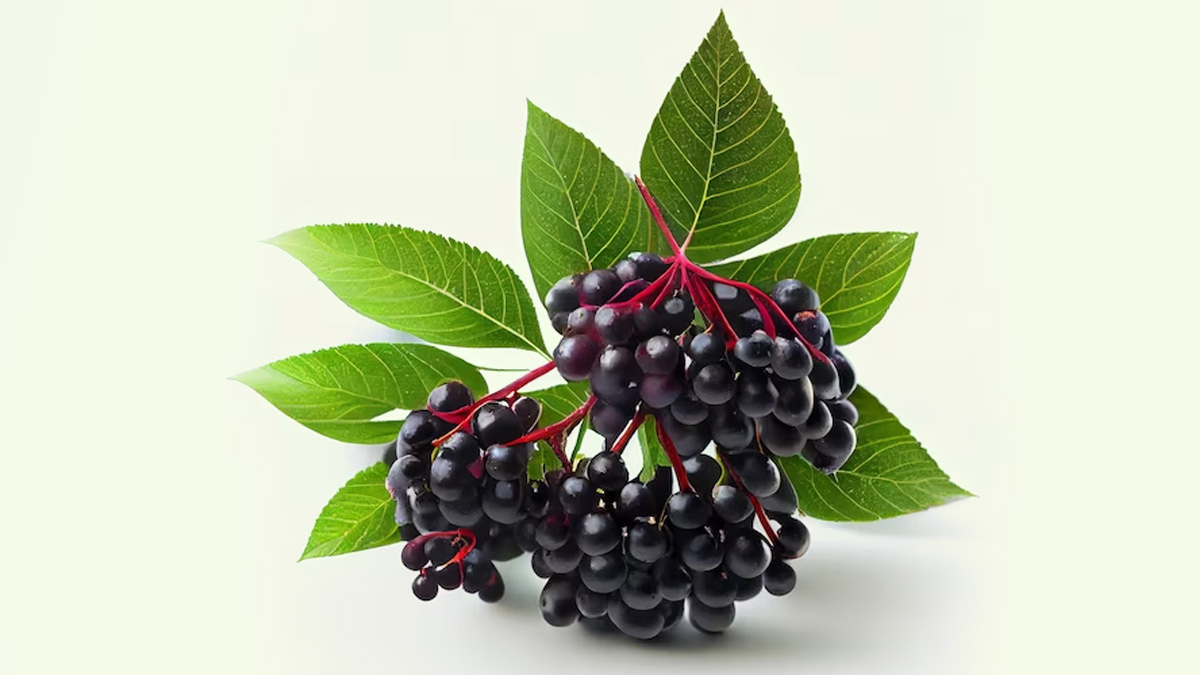 Elderberry: 8 Health Benefits One Should Know | OnlyMyHealth