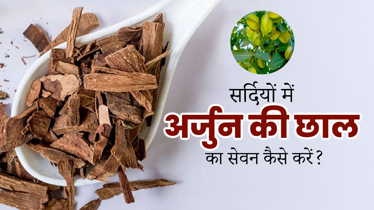सर्दियों में अर्जुन की छाल का सेवन कैसे करें? जानें 4 तरीके, जिनसे होगा मौसमी बीमारियों से बचाव