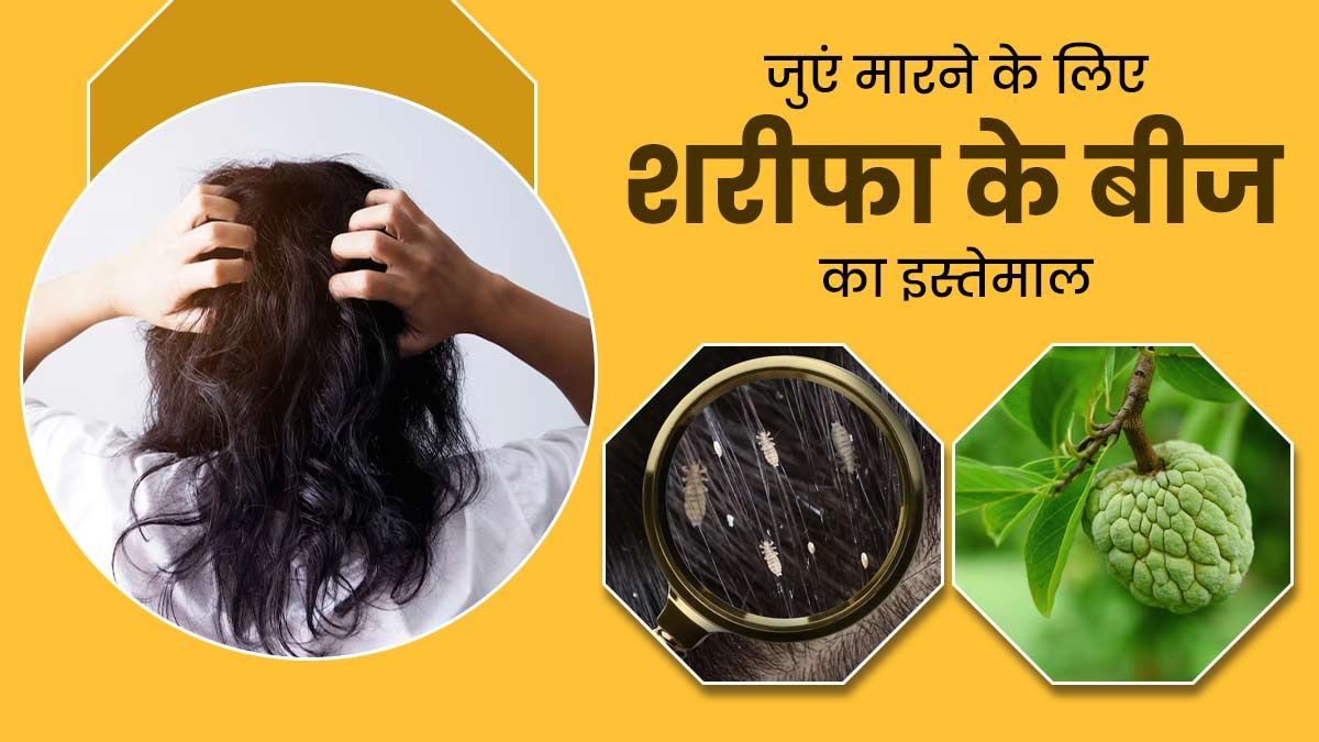 सिर से जूं हटाने में कारगर हैं शरीफा के बीज, जावेद हबीब से जानें इस्तेमाल का तरीका
