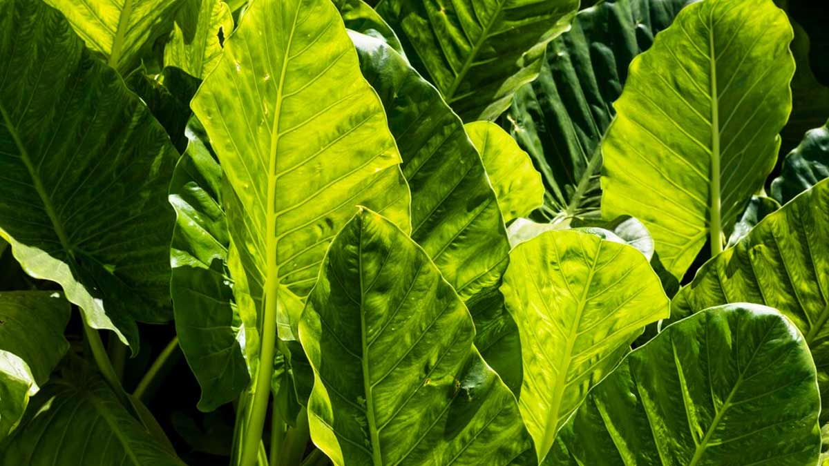 Here Are 7 Health Benefits Of Nutrition Packed Colocasia Leaves