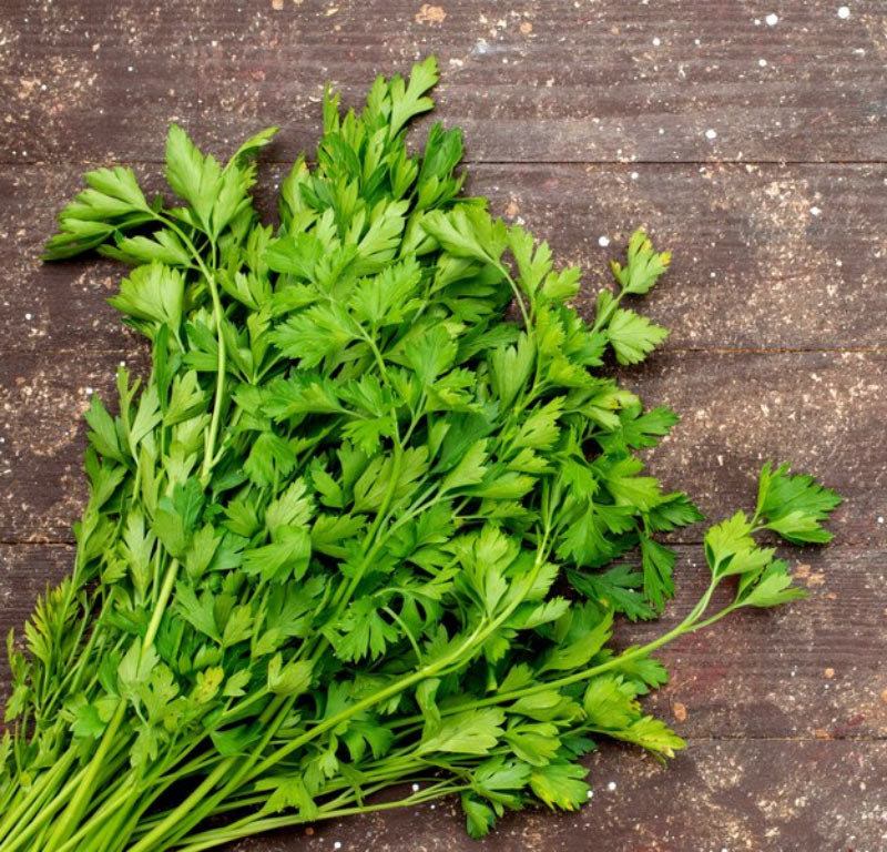 coriander-leaves
