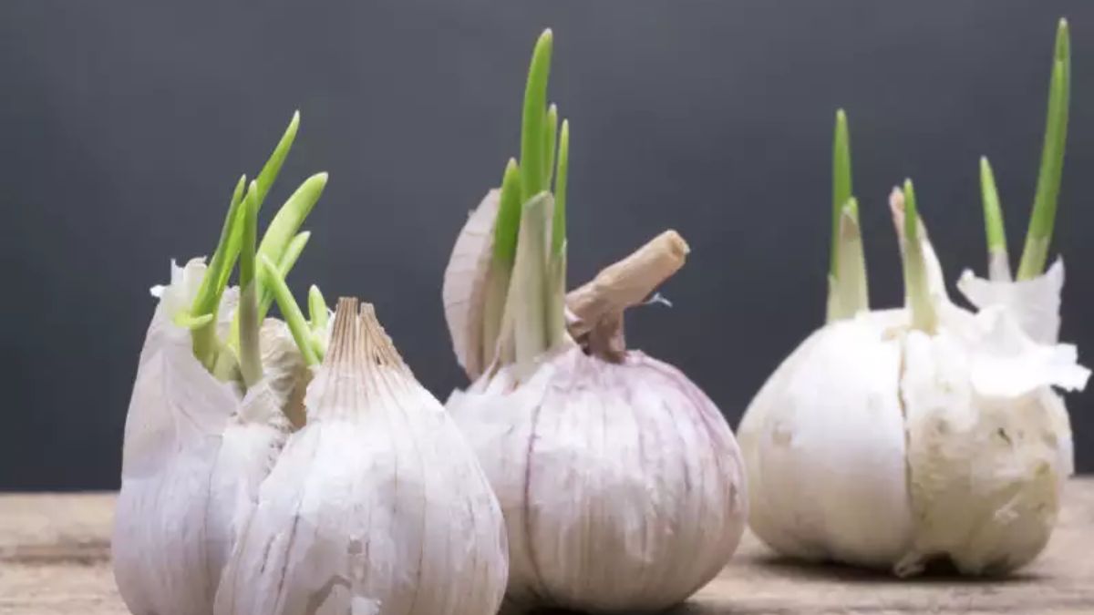 Sprouted Garlic Benefits in High Cholesterol