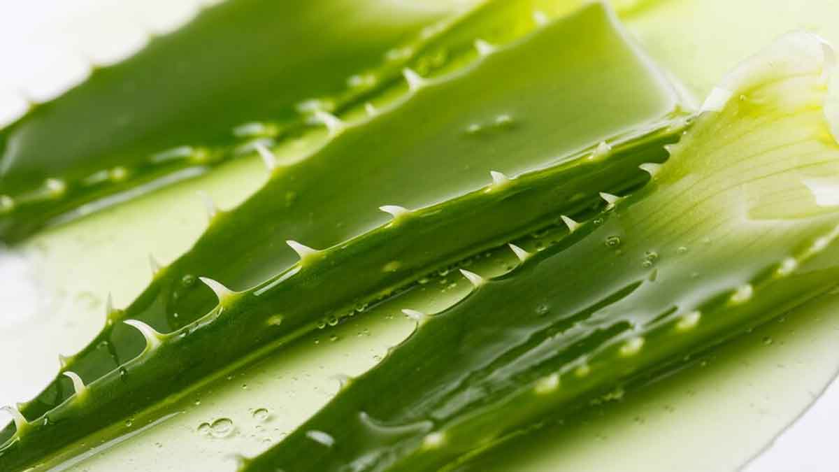 Ayurvedic Herbs That May Help Treat Alopecia