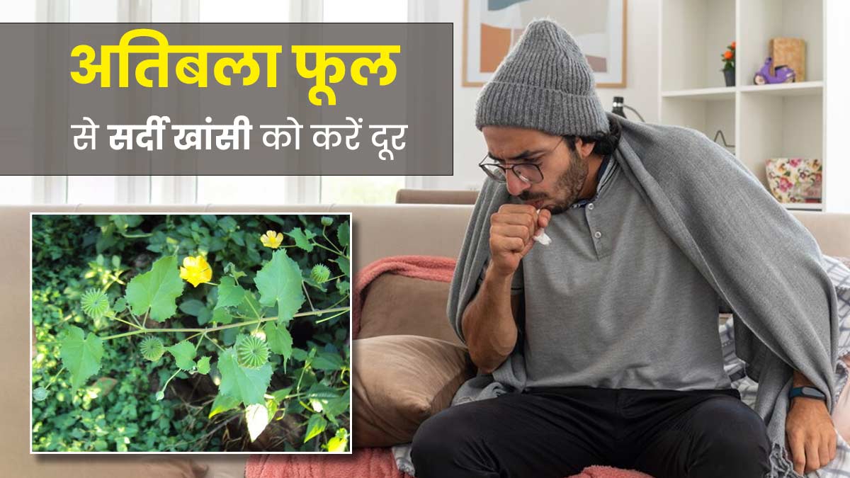 सर्दी-जुकाम और खांसी ठीक करने में कारगर हैं अतिबला के फूल, जानें इस्तेमाल का तरीका 