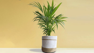 घर में लगाएं Areca Palm Plant, दूर होगा तनाव और सेहत को म‍िलेंगे कई फायदे 