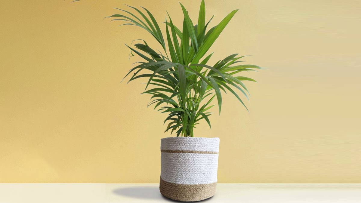 घर में लगाएं Areca Palm Plant, दूर होगा तनाव और सेहत को म‍िलेंगे कई फायदे 