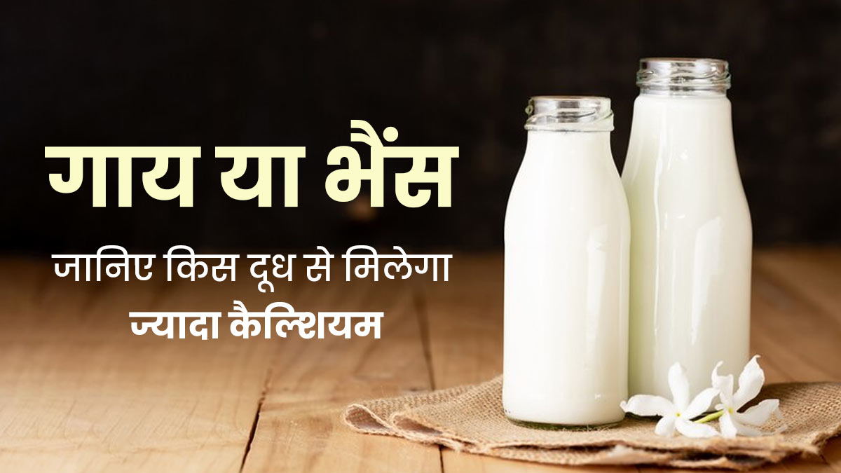 गाय या भैंस का दूध: कौन-सा दूध होता है ज्यादा फायदेमंद? एक्सपर्ट से जानें