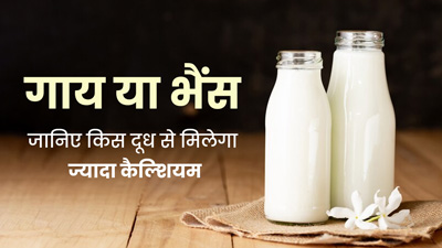 गाय या भैंस का दूध: कौन-सा दूध होता है ज्यादा फायदेमंद? एक्सपर्ट से जानें