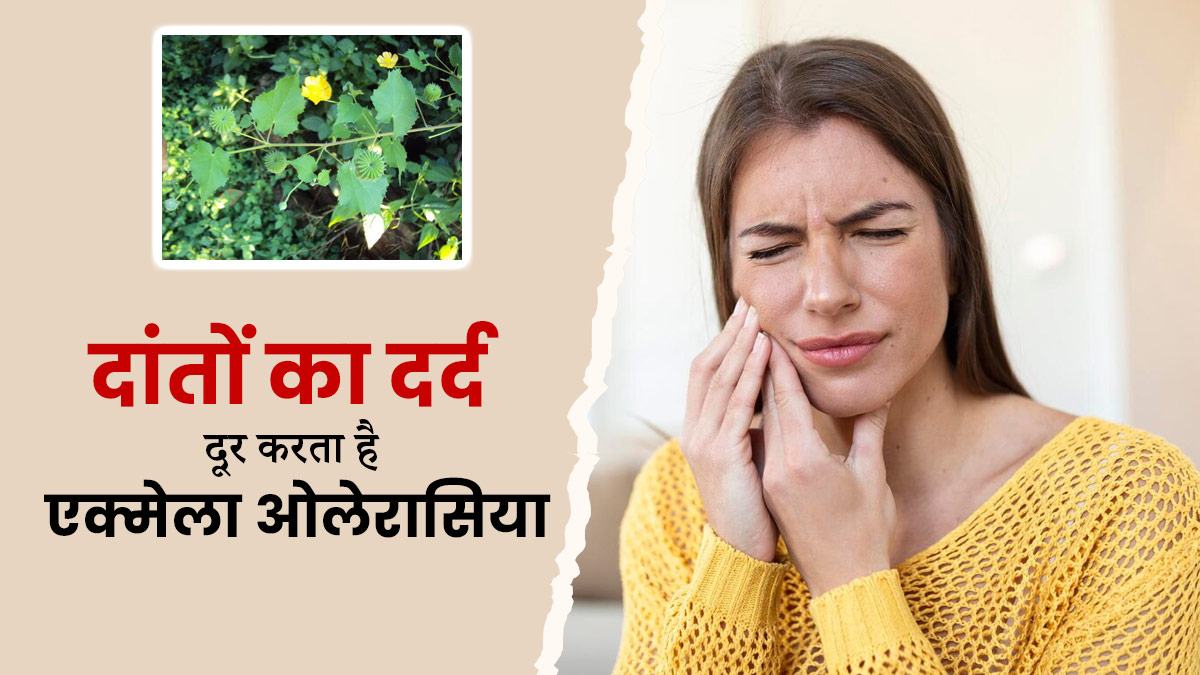 दांत दर्द को दूर करता है एक्मेला ओलेरासिया, आयुर्वेदाचार्य से जानें इसके अन्य फायदे 