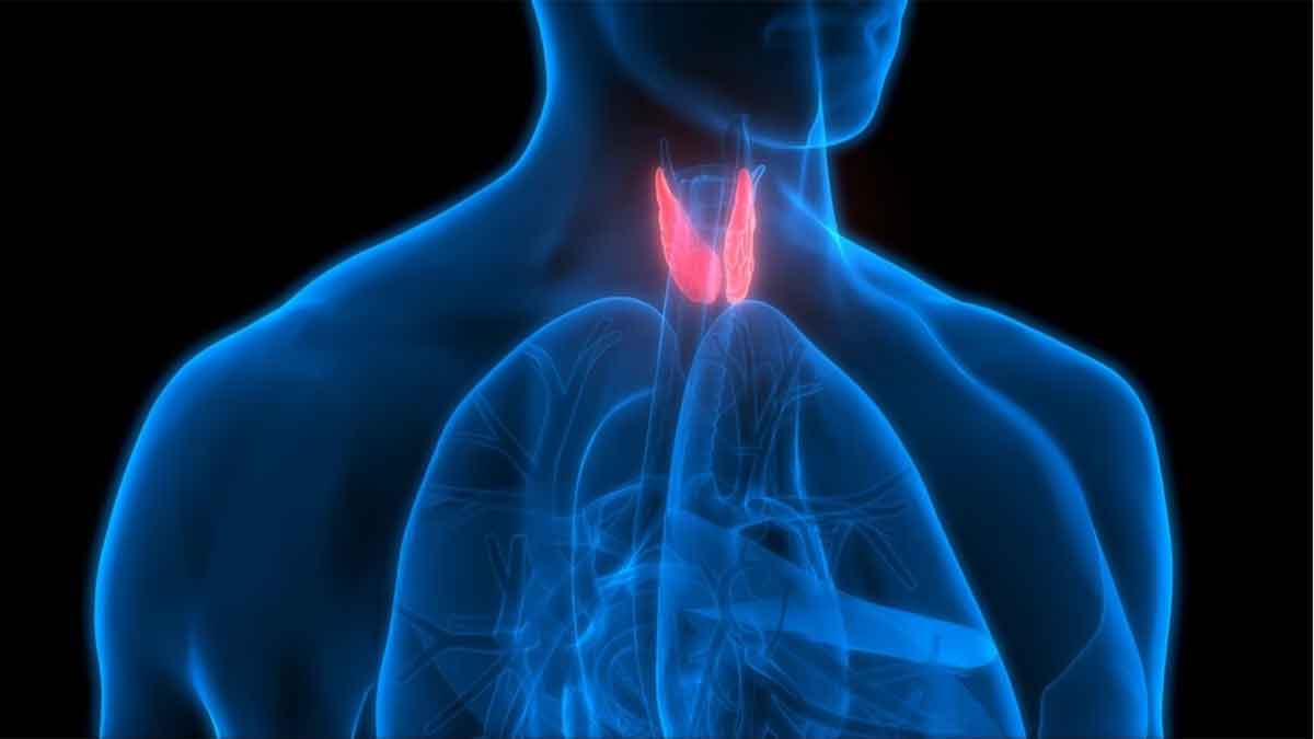 Thyroid and heart health