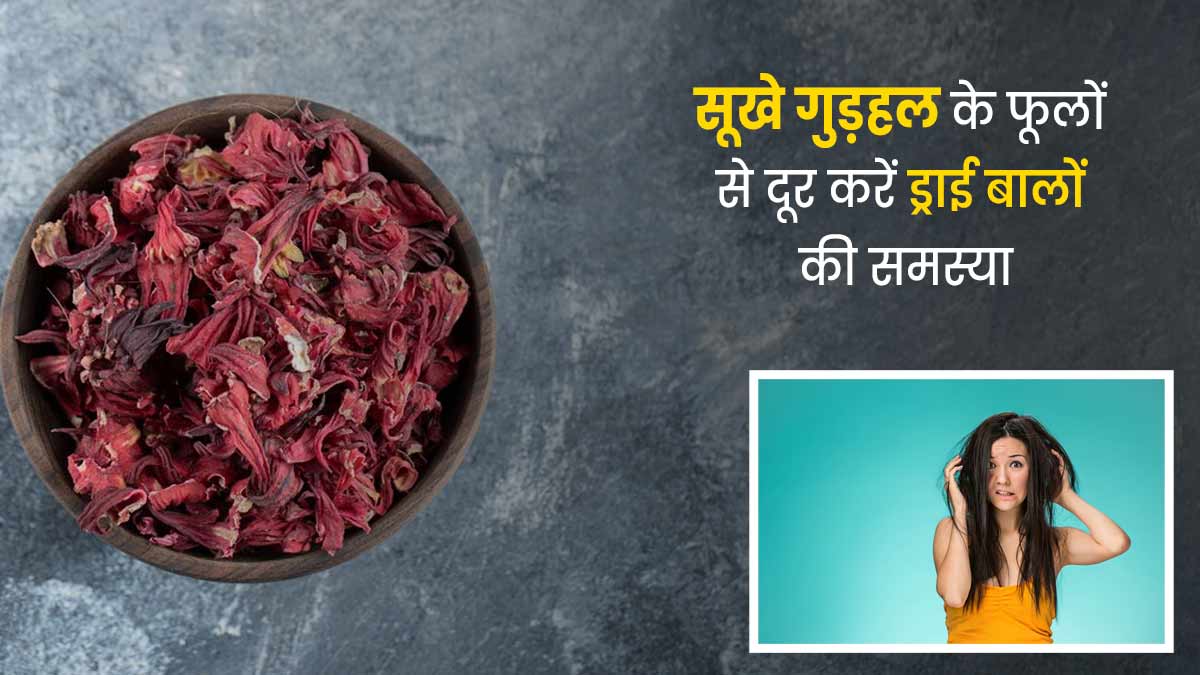 ड्राई बालों की समस्या कम कर सकते हैं सूखे गुड़हल के फूल, जानें इस्तेमाल का तरीका