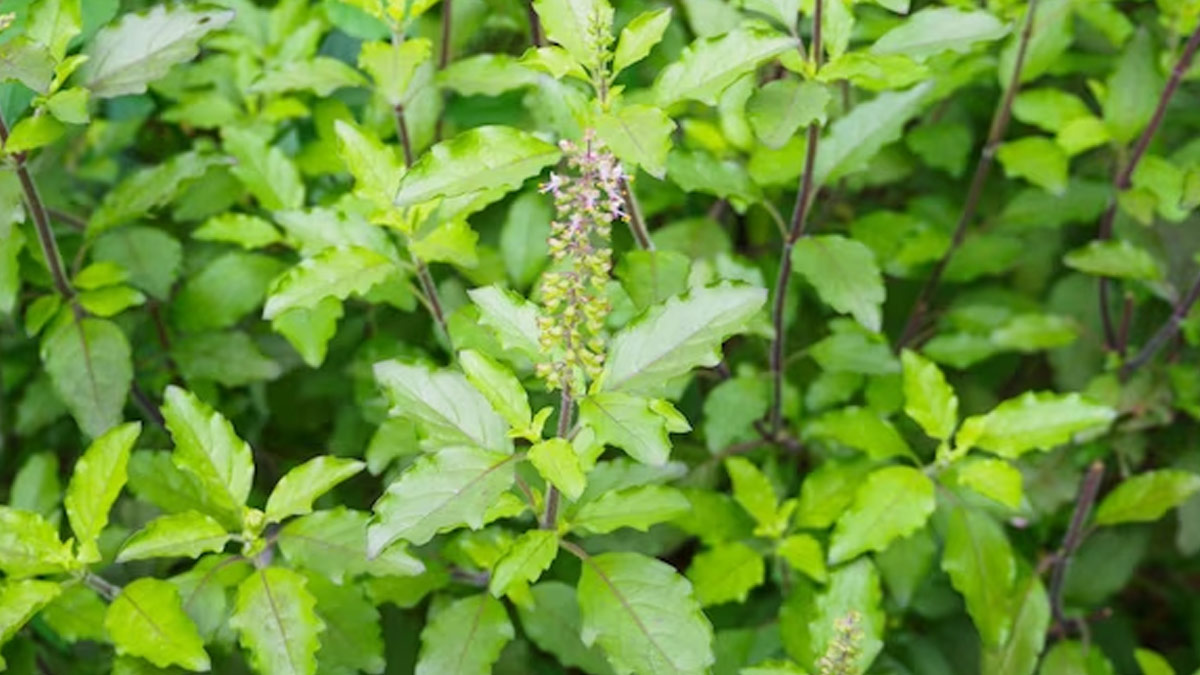 tulsi