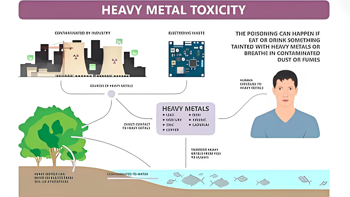 Impacts Of Heavy Metal Toxicity On Health in hindi