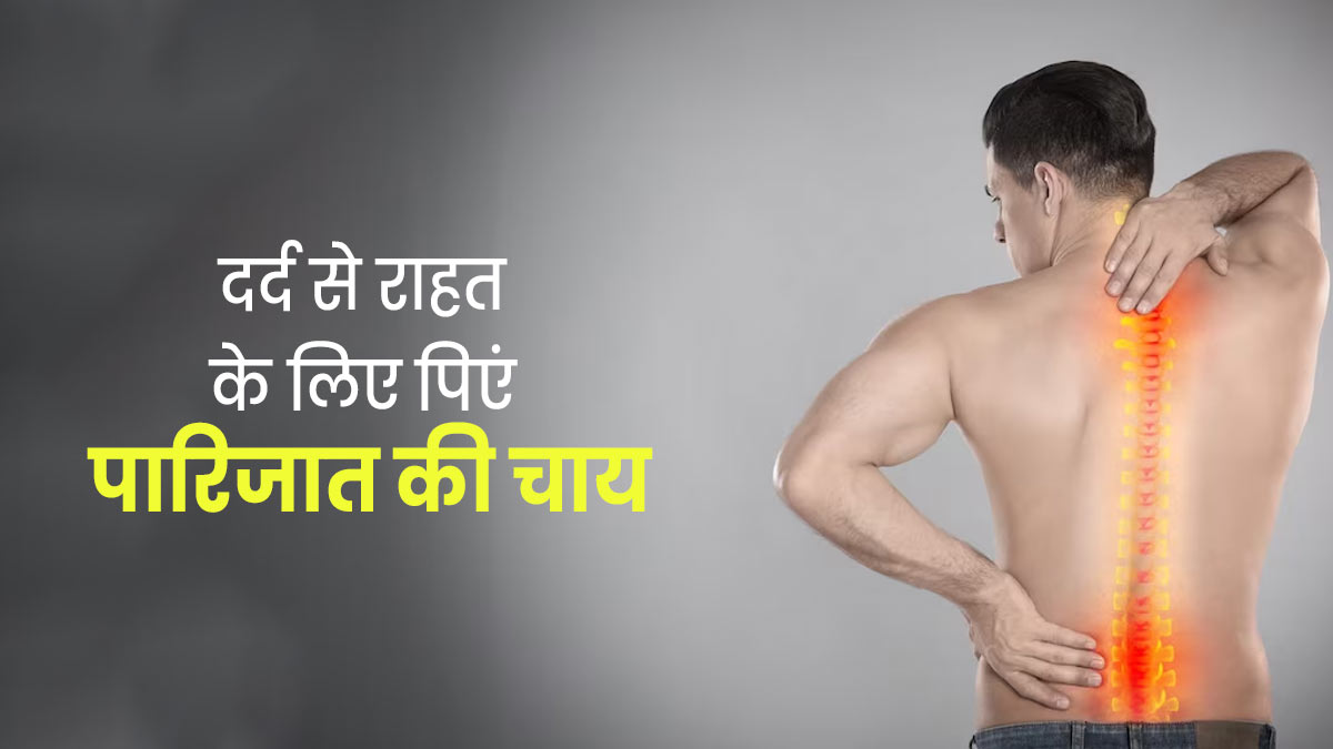 कमर, साइटिका और जोड़ों में दर्द होने पर पिएं पारिजात की चाय, जानें इसकी रेसिपी और फायदे 