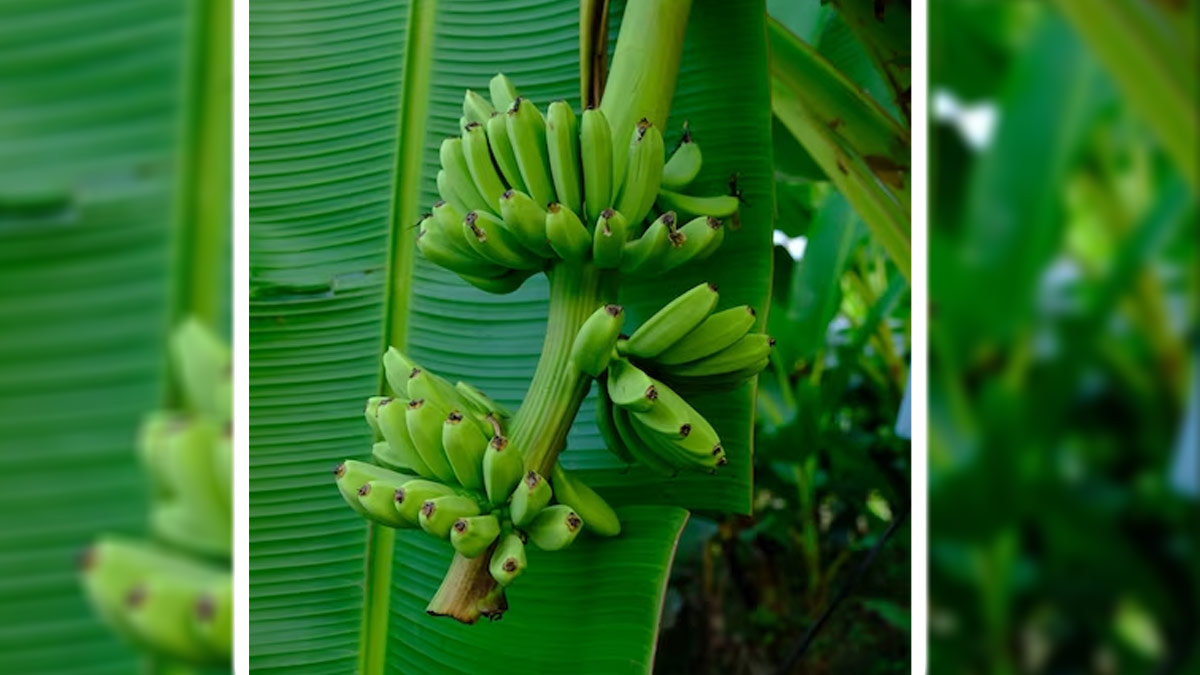 banana-stem-juice-benefits-ins