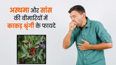 अस्थमा और सांस की बीमारियों में रामबाण है काकड़ श्रृंगी, जानें फायदे