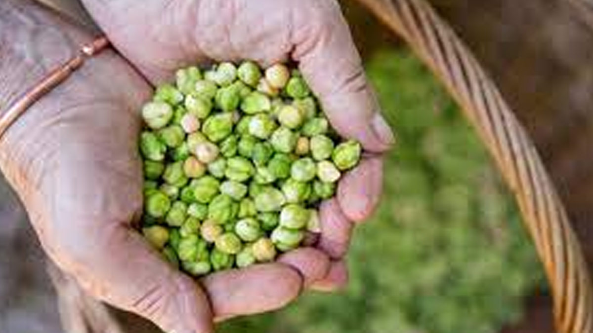 Health-Benefits-of-green-chickpeas-sprouts-ins1