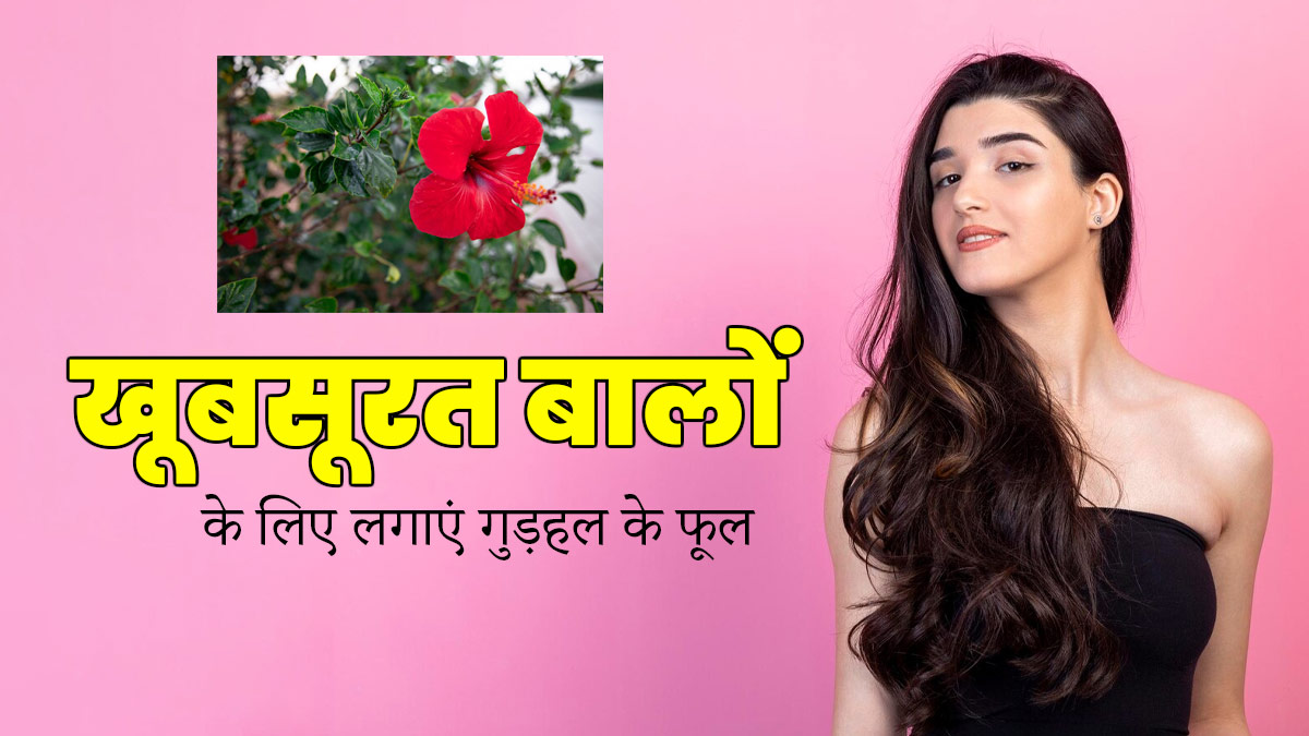 बालों की खूबसूरती को बढ़ाते हैं गुड़हल के फूल, कलियां और पत्तियां, इस तरह से करें इस्तेमाल
