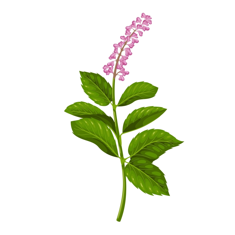 Tulsi Plant PNG, Vector, PSD, and Clipart With Transparent Background for  Free Download | Pngtree